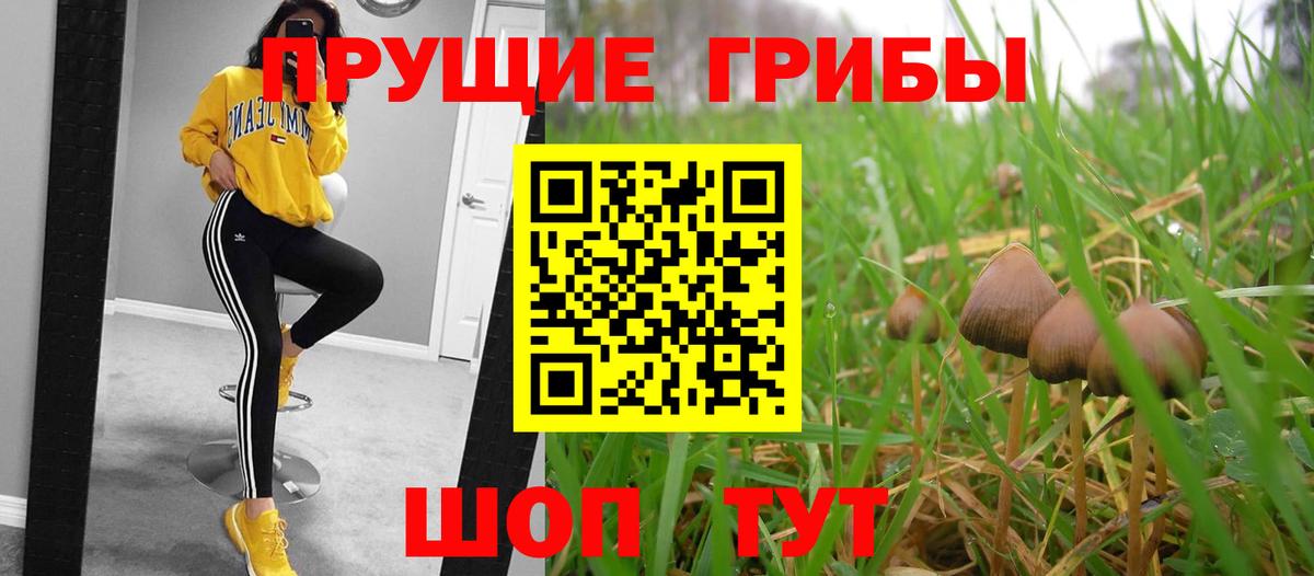 Галлюциногенные грибы Cubensis  что такое   Серов  Вход с VPN  Псилоцибиновые грибы GOLDEN TEACHER 